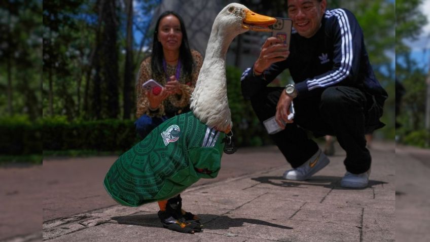 El Pato Merlín vuela con la Selección Nacional para ofrecer el apoyo a México