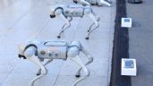 Foto ilustrativa de la nota titulada: Perros Robot ya vigilan el Estadio Monterrey para el partido 1000 en los Mundiales