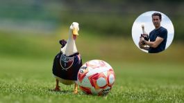 Foto que representa a ¿Pato Merlín a la Liga MX? Atlante lo anuncia como refuerzo previo al Apertura 2026