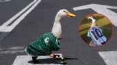 Foto ilustrativa de la nota titulada: Argentina tiene a su propio Pato Merlín: El Pibito, la nueva sensación del Mundial 2026