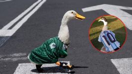 Foto que representa a Argentina tiene a su propio Pato Merlín: El Pibito, la nueva sensación del Mundial 2026